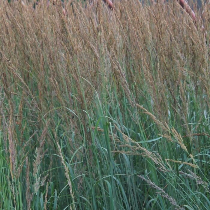 Grass- Calamagrostis acutiflora Karl Foerster