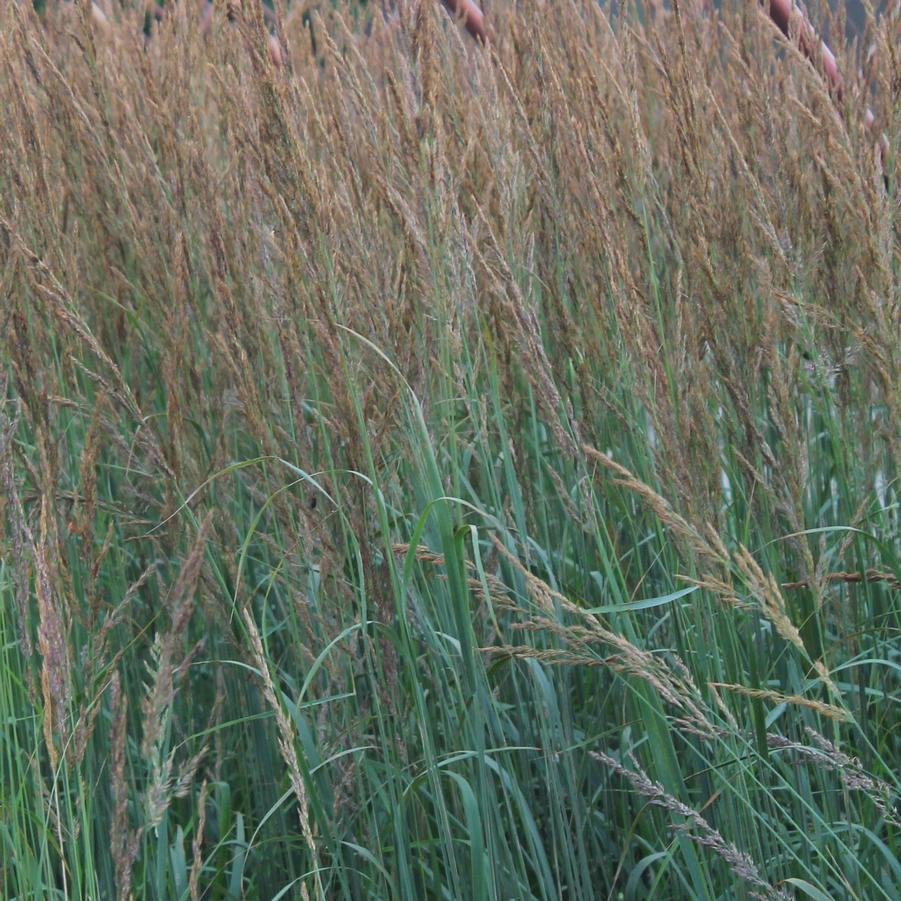 Grass- Calamagrostis Karl Foerster