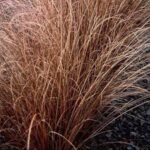 Grass, Carex buchananii Red Rooster