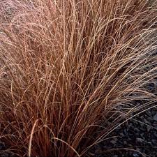 Grass, Carex buc Red Rooster