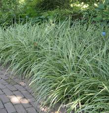 Grass- Carex morrowii Ice Dance