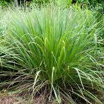 Grass, Cybopogon Lemon Grass