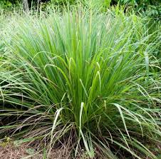 Grass, Cybopogon flex Lemon Grass
