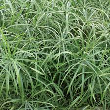 Grass, Cyperus Baby Moses