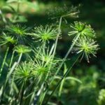 Grass, Cyperus Crown of Pharaoh