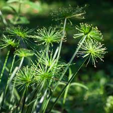 Grass, Cyperus Crown of Pharaoh