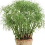 Grass, Cyperus Prince Tut