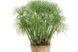 Grass, Cyperus Prince Tut