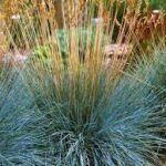 Grass- Festuca glauca Elijah Blue