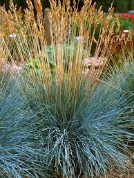 Grass- Festuca glauca Elijah Blue
