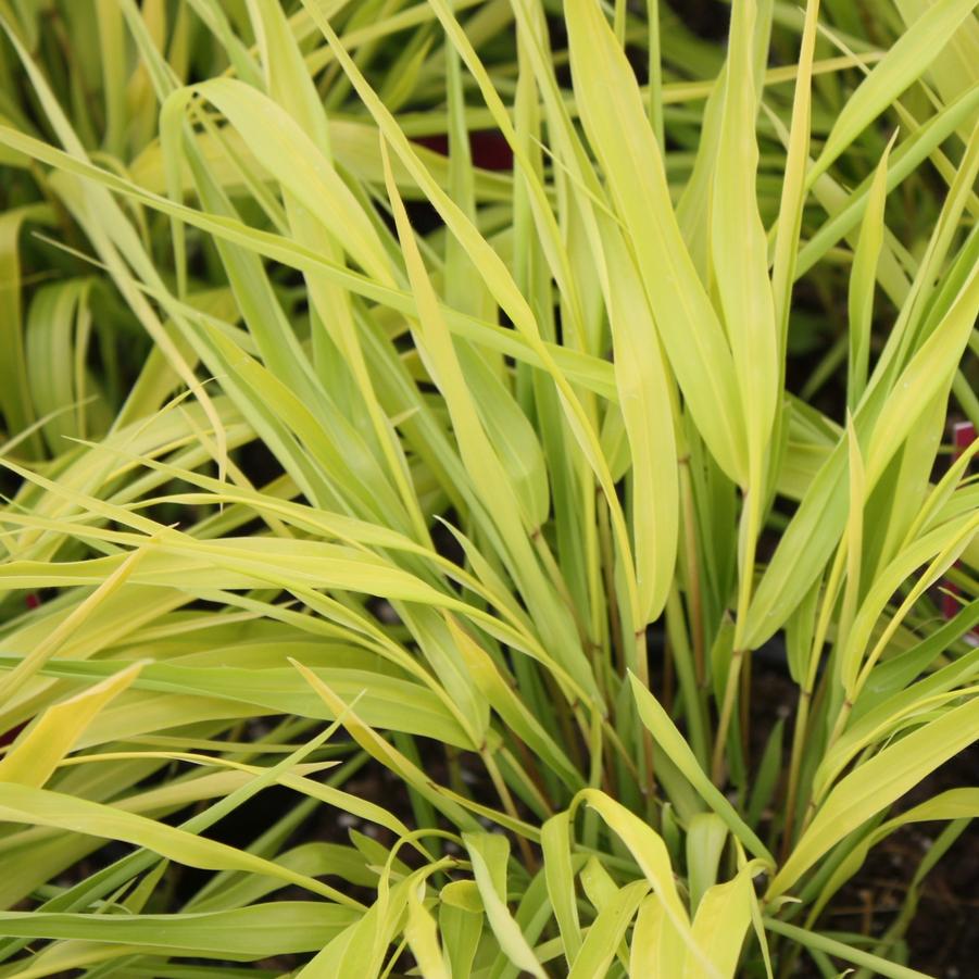 Grass- Hakonechola macra All Gold