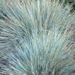 Grass- Helicototrichon sempervirens Sapphire