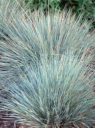 Grass- Helicototrichon sempervirens Sapphire