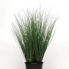 Grass, Juncus inf Blue Arrows
