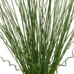 Grass, Juncus inflexus Twisted Arrows