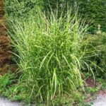 Grass-Miscanthus sinensis Little Zebra