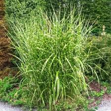 Grass-Miscanthus sinensis Little Zebra