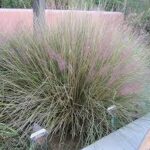Grass, Muhlenbergia capillaris Ruby