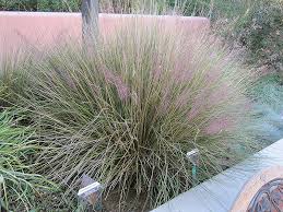 Grass, Muhlenbergia capillaris Ruby