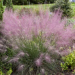 Grass- Muhlenbergia reverchonii Undaunted