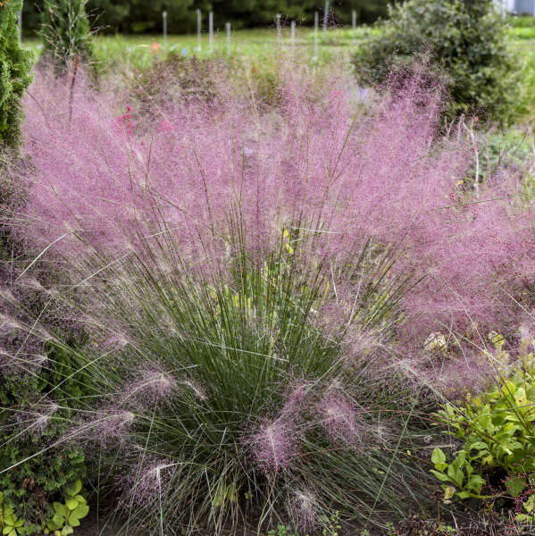 Grass- Muhlenbergia reverchonii