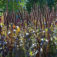 Grass, Ornamental Millet Jester