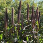 Grass, Ornamental Millet Purple Baron
