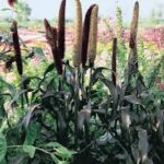 Grass, Ornamental Millet Purple Majesty
