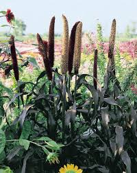 Grass, Ornamental Millet Purple Majesty