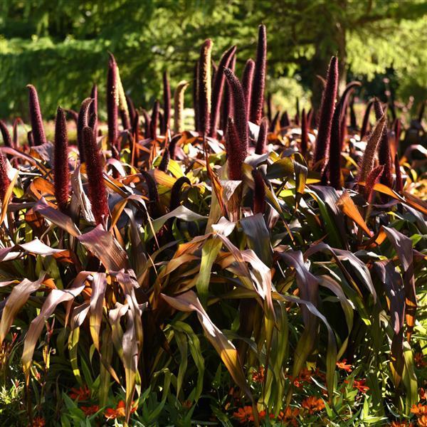 Grass, Ornamental Millet