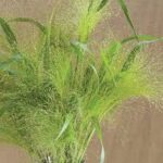 Grass, Panicum elegans Frosted Explosion