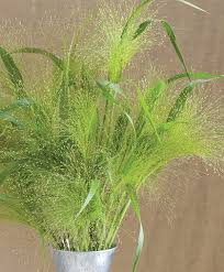 Grass, Panicum cap Frosted Explosion