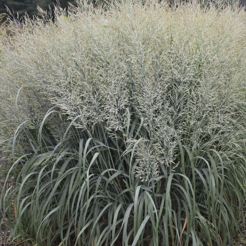 Grass- Panicum virgatum Niagara Falls