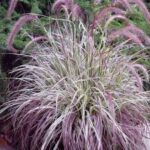 Grass, Pennisetum Cherry Sparkler