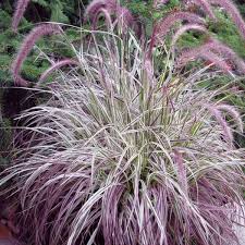 Grass, Pennisetum Cherry Sparkler