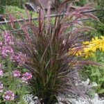 Grass, Pennisetum Rubrum