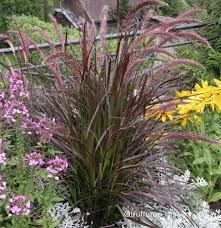 Grass, Pennisetum Rubrum