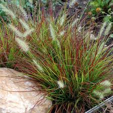 Grass- Pennisetum alopecuroide Burgundy Bunny