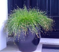 Grass, Scirpus c Fiber Optic Grass