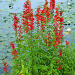 Lobelia cardinalis Green Native