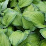 Hosta Guacamole