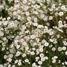 Gypsophila ‘Summer Sparkles’