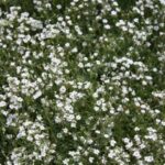 Gypsophila repens Alba