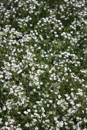 Gypsophila repens Alba