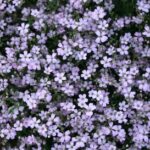 Gypsophila repens Rosea