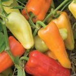 Pepper Gypsy (4 Pack)