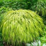 Grass- Hakonechola macra Aureola