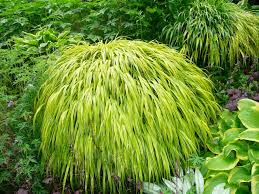 Hakonechloa macra ‘Aureola’