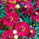 Helenium Mariachi Siesta