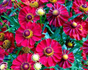 Helenium Mariachi Siesta
